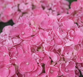 Hortenzie velkolistá 'Sweety Pink® - Hydrangea macrophylla 'Sweety Pink'®