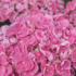 Hydrangea macrophylla 'Sweety Pink'®.png