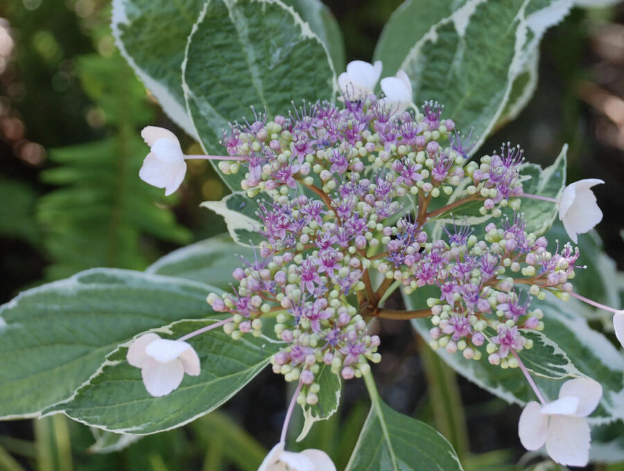 Hortenzie velkolistá 'Tricolor' - Hydrangea macrophylla 'Tricolor'