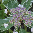 Hortenzie velkolistá 'Tricolor' - Hydrangea macrophylla 'Tricolor'