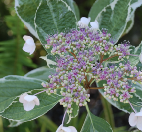 Hortenzie velkolistá 'Tricolor' - Hydrangea macrophylla 'Tricolor'