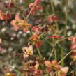 Škornice - Epimedium warleyense