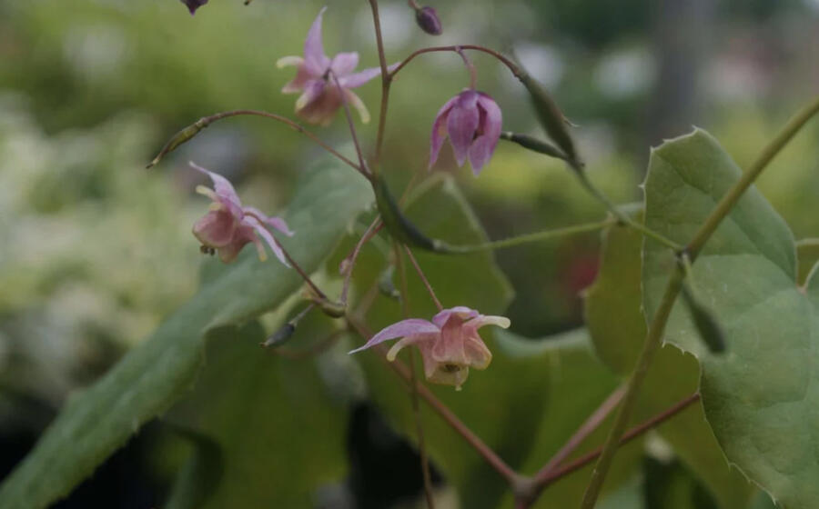 Škornice 'Asiatic Hybrid' - Epimedium 'Asiatic Hybrid'