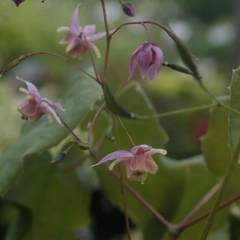 Škornice 'Asiatic Hybrid' - Epimedium 'Asiatic Hybrid'