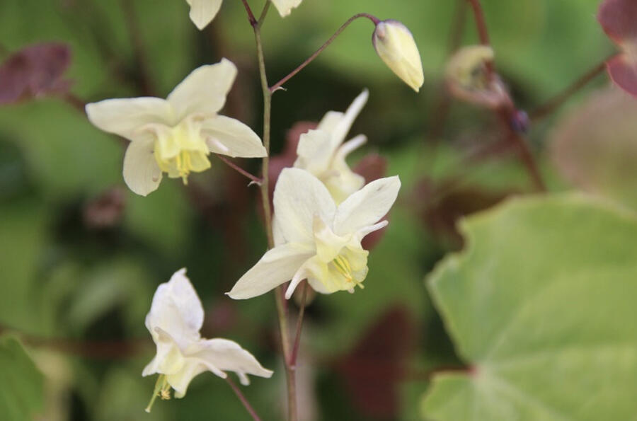 Škornice 'Neosulphureum' - Epimedium 'Neosulphureum'