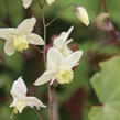 Škornice 'Neosulphureum' - Epimedium 'Neosulphureum'