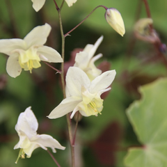 Škornice 'Neosulphureum' - Epimedium 'Neosulphureum'