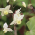 Epimedium 'Neosulphureum'.png