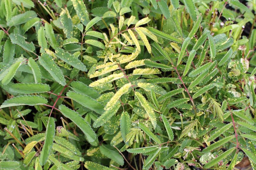 Sanguisorba officinalis ''Lemon Splash''