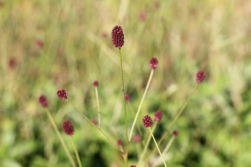 Sanguisorba officinalis ''Red Thunder''_04