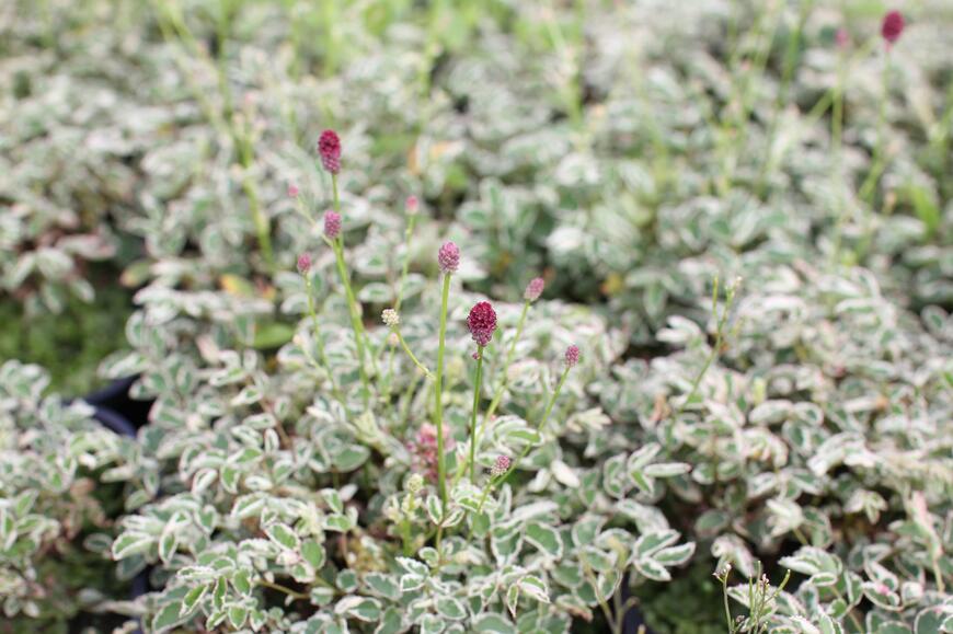 Sanguisorba officinalis ''Little Angel''_Plant