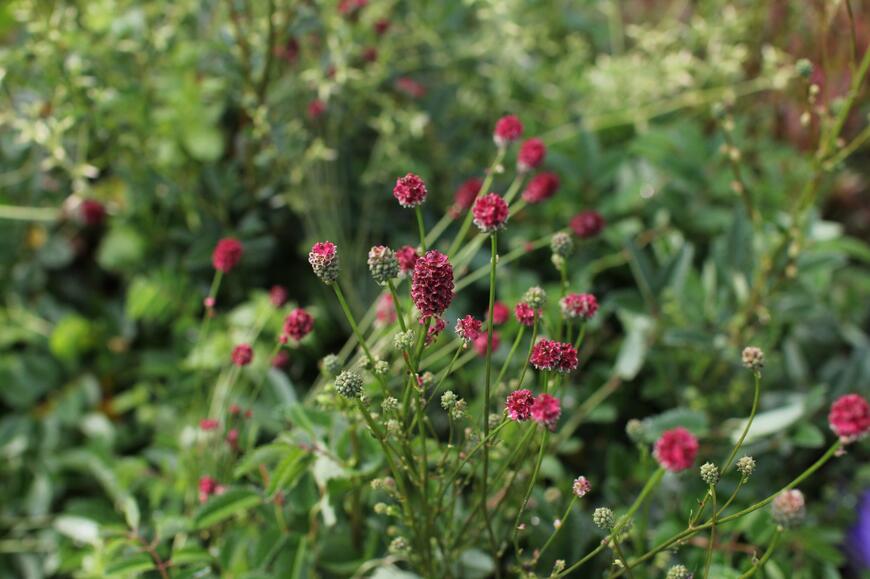 Sanguisorba ''Proud Mary''_02