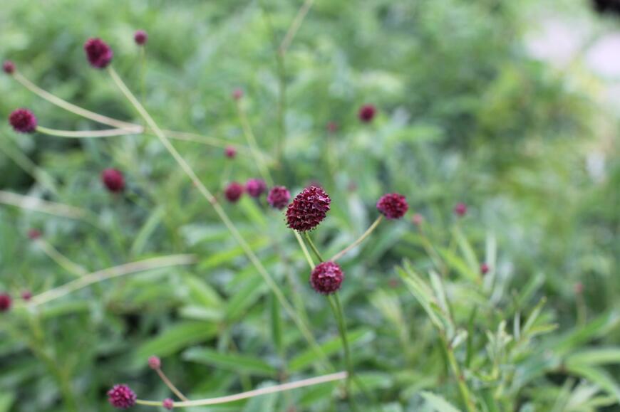 Sanguisorba ''Scapino''_Plant