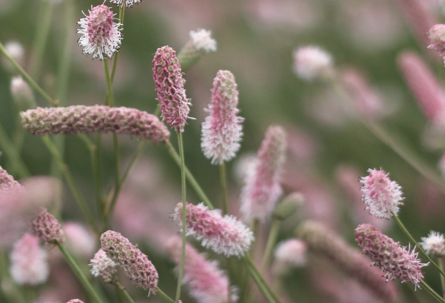 Sanguisorba officinalis ''Tanna Pink''