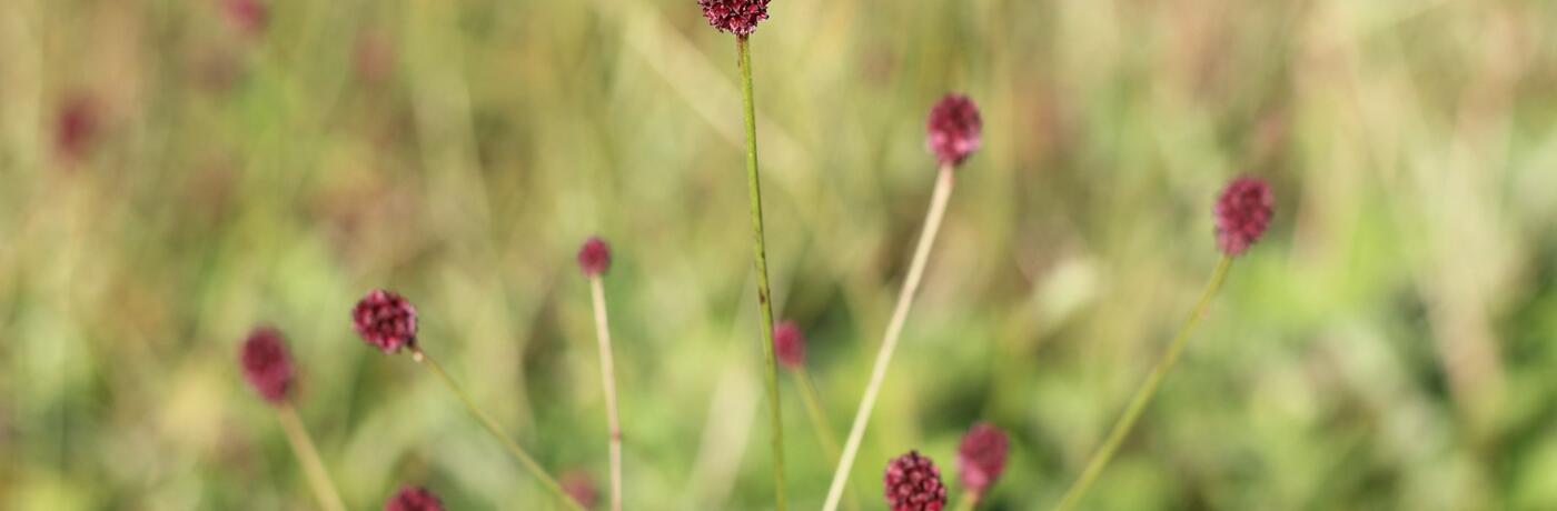 Sanguisorba officinalis ''Red Thunder''_04