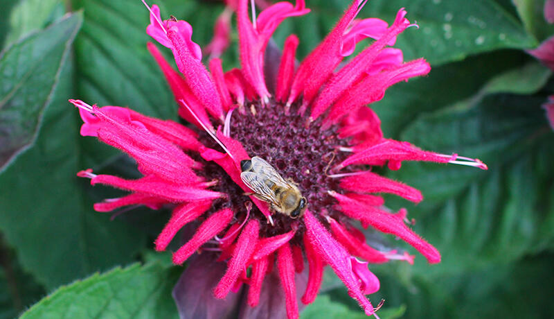 Monarda ''Bee-Happy''_newsletter