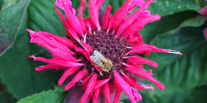 Monarda ''Bee-Happy''_newsletter