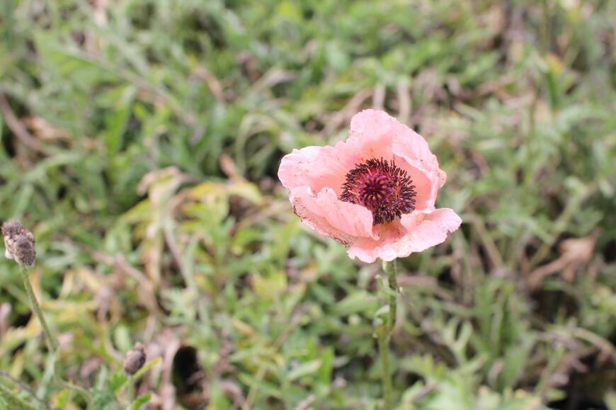 Papaver orientale ''Rose''