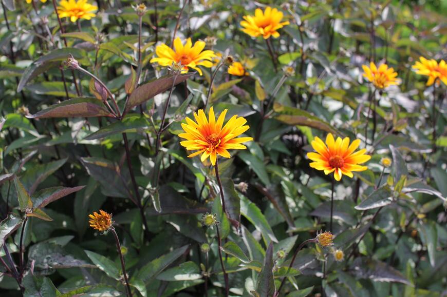 Heliopsis helianthoides ''Burning Hearts''_03