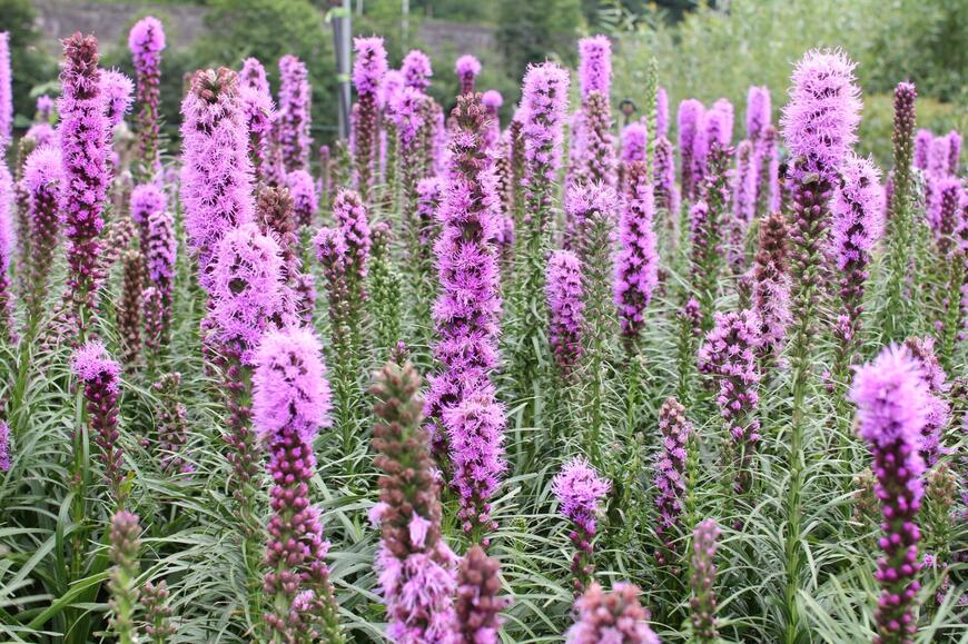 Liatris spicata ''Kobold''_01