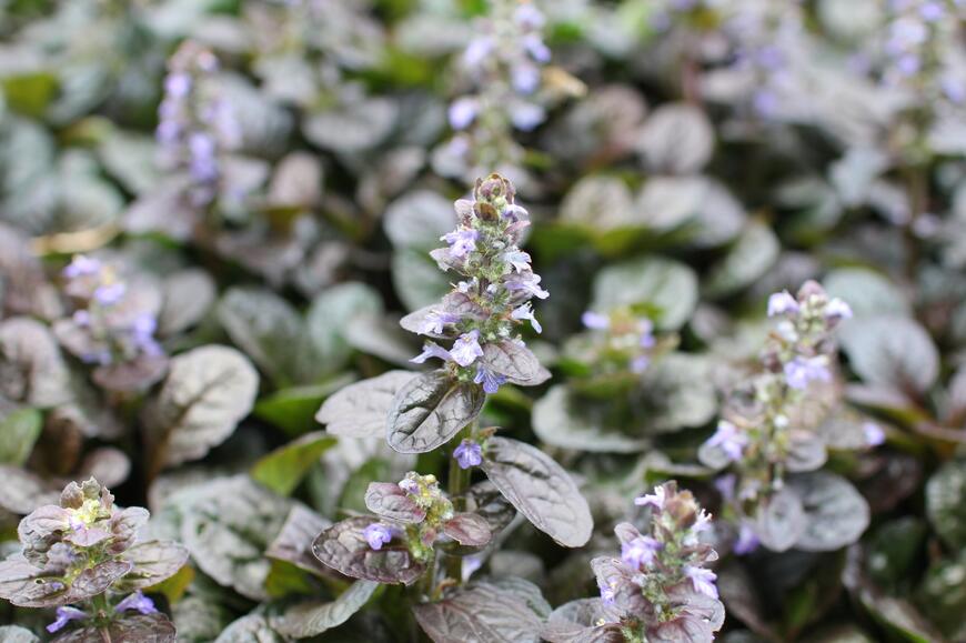 Ajuga reptans ''Atropurpurea''_04