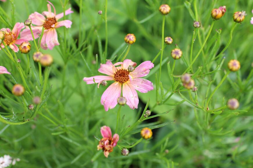 Coreopsis rosea ''Shades of Rose''