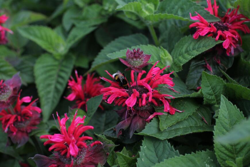 Monarda ''Bee-Happy''_02