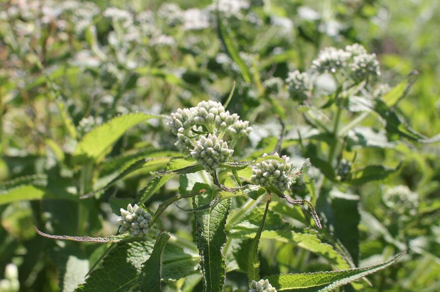 Eupatorium perfoliatum_01