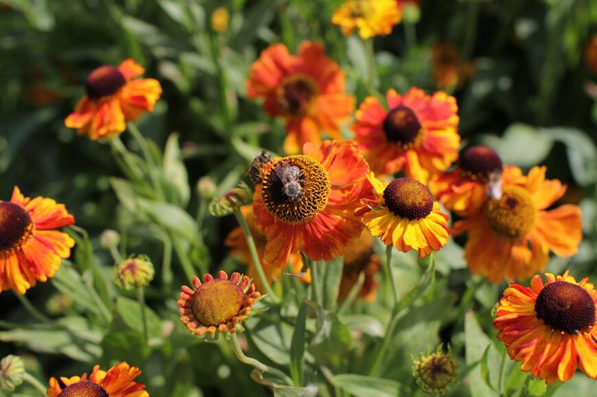 Helenium autumnale ''Sahin''s Early Flowerer''_04