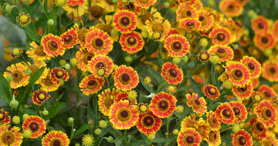 Záplevák podzimní 'Mariachi TM Fuego' - Helenium autumnale 'Mariachi TM Fuego'