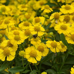 Záplevák podzimní 'Kanaria' - Helenium autumnale 'Kanaria'