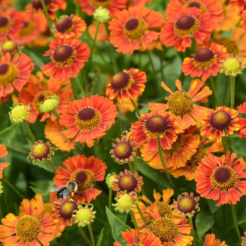 Záplevák podzimní 'Mariach MT Salsa' - Helenium autumnale 'Mariachi MT Salsa'