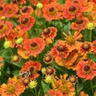 Záplevák podzimní 'Mariach MT Salsa' - Helenium autumnale 'Mariachi MT Salsa'