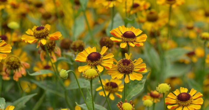 Záplevák 'Rauchtopas' - Helenium 'Rauchtopas'