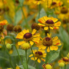 Záplevák 'Rauchtopas' - Helenium 'Rauchtopas'