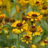 Helenium 'Rauchtopas'.jpeg