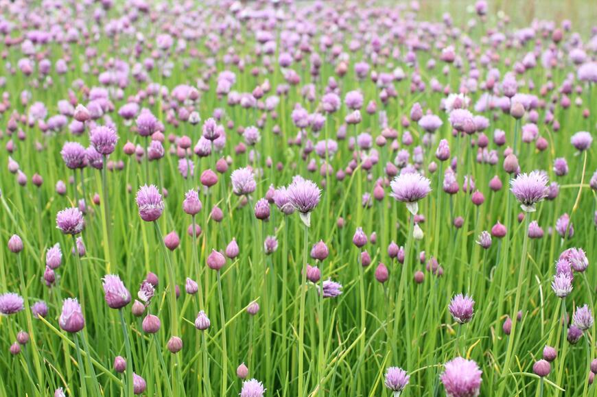 Allium schoenoprasum ''Bohemia''