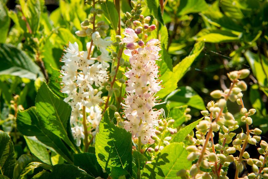 Clethra alnifolia ''Ruby Spice''_03