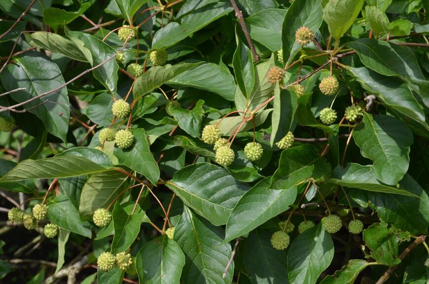 Cephalanthus occidentalis