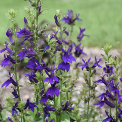 Lobelka 'Fanship Blue' - Lobelia speciosa 'Fanship Blue'