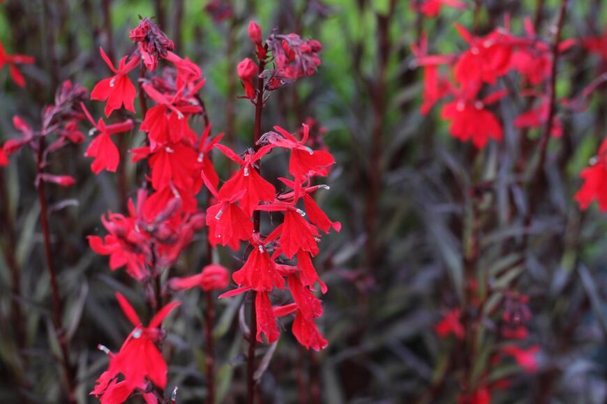 Lobelia fulgens ''Queen Victoria''_03