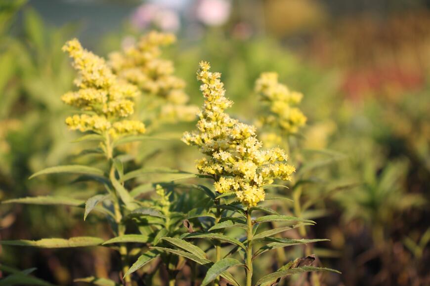 Solidago canadensis 'Sweety'_02