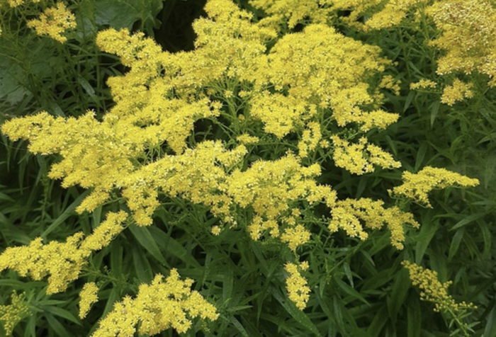 Zlatobýl 'Loydser Crown' - Solidago rugosa 'Loydser Crown'