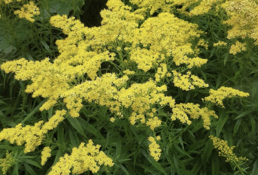 Zlatobýl 'Loydser Crown' - Solidago rugosa 'Loydser Crown'