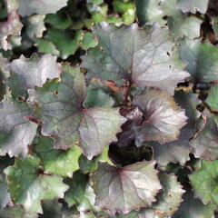 Popelivka zoubkovaná 'Pandora' - Ligularia dentata 'Pandora'