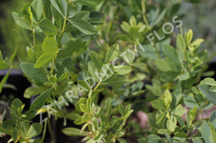 Baptisie var. alba - Baptisia pendula var. alba