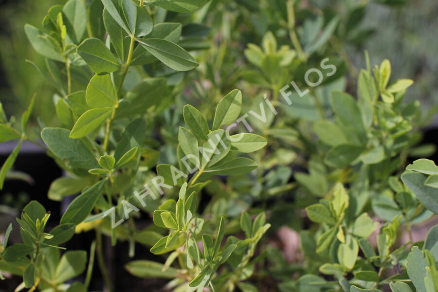 Baptisie var. alba - Baptisia pendula var. alba