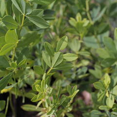 Baptisie var. alba - Baptisia pendula var. alba