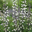 Baptisie var. alba - Baptisia pendula var. alba