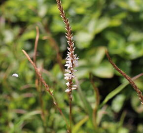 Rdesno objímavé 'White Eastfield' - Bistorta amplexicaulis 'White Eastfield'